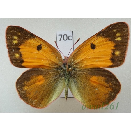 Colias fieldii Menetries, 1855 female China70c
